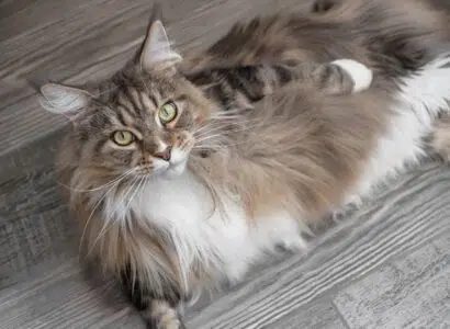 Maine Coons