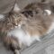 Pourquoi les Maine Coons sont l’une des races de chats les plus populaires au monde