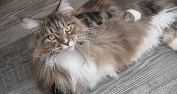 Maine Coons