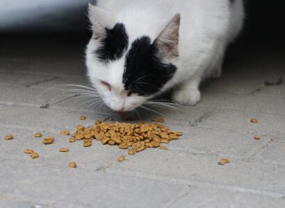 différentes sources d’alimentation pour chat