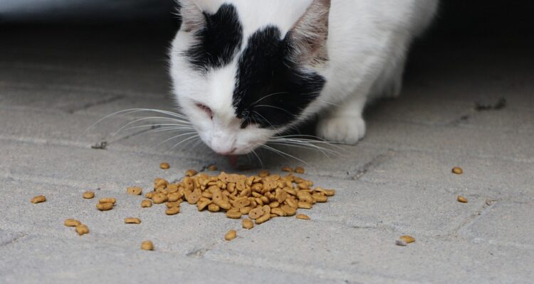 différentes sources d’alimentation pour chat