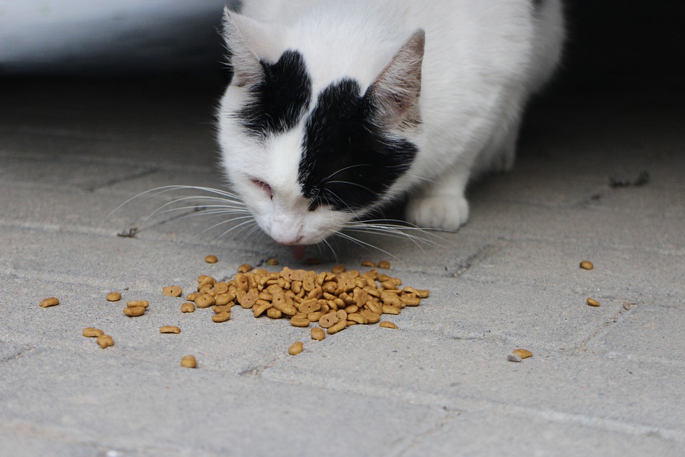 différentes sources d’alimentation pour chat