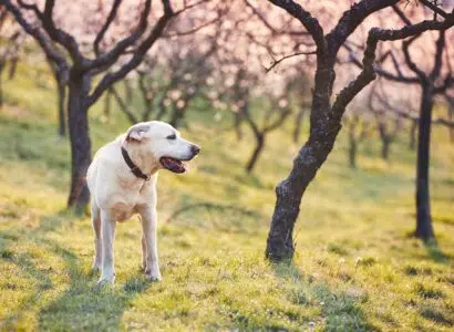 Dog in spring nature