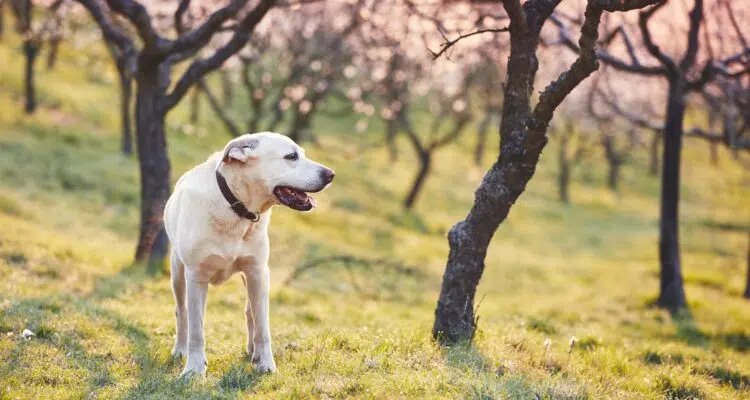 Dog in spring nature