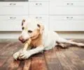 La mastication chez le chien : un besoin naturel aux multiples bienfaits