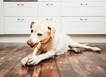 mastication chien