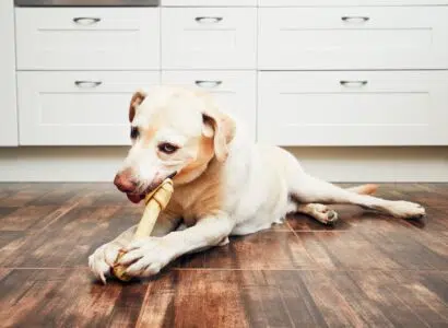 mastication chien