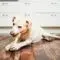 La mastication chez le chien : un besoin naturel aux multiples bienfaits