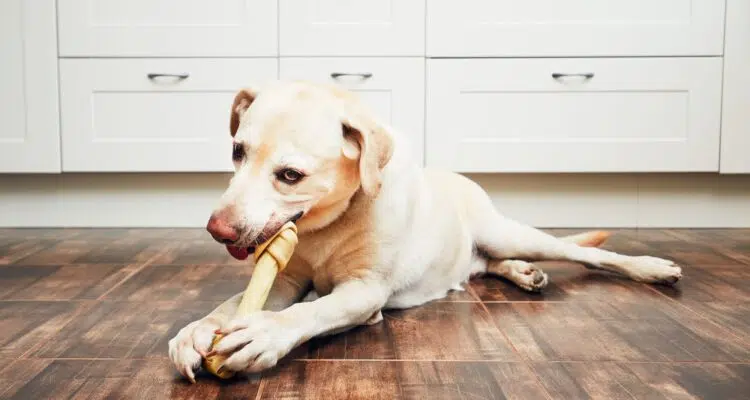 mastication chien