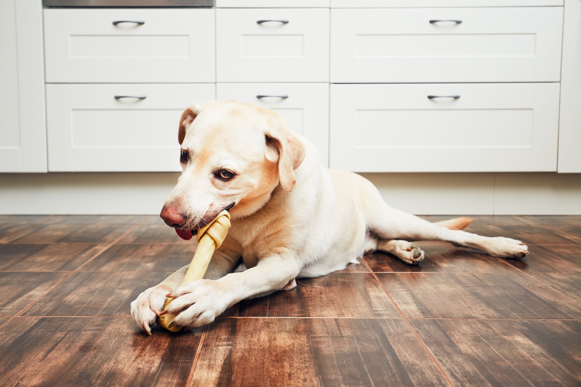 mastication chien