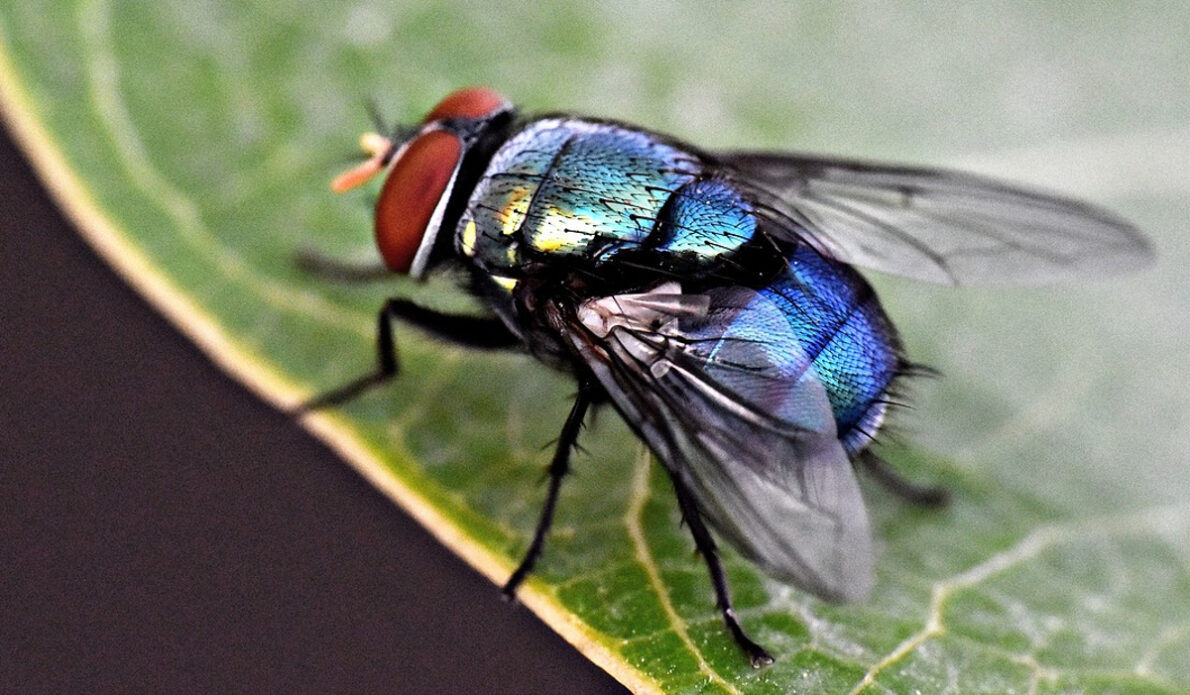 durée vie mouche
