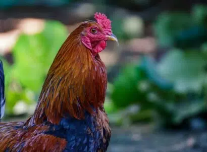 faire taire un coq au petit matin