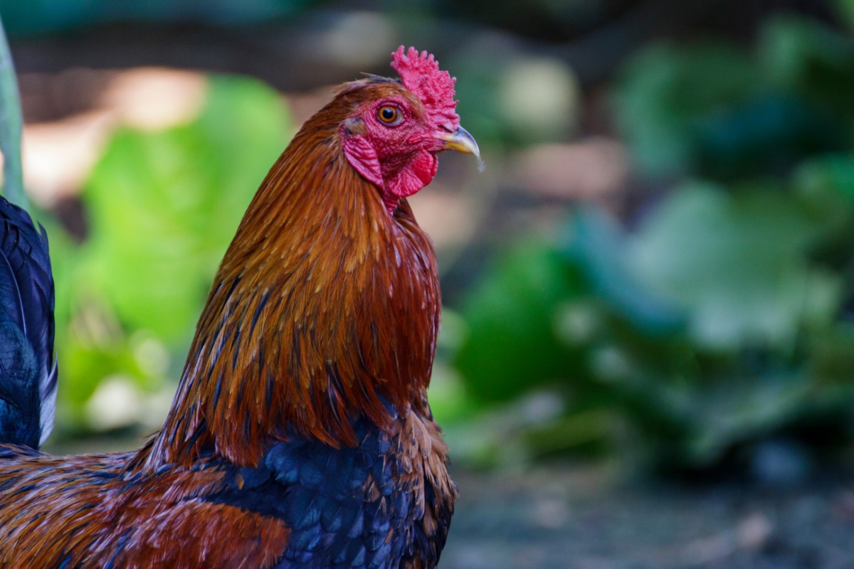 faire taire un coq au petit matin