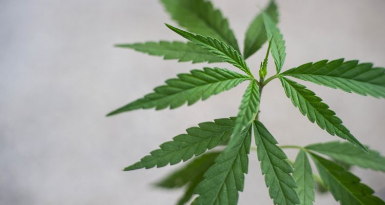 fleur de cannabis CBD