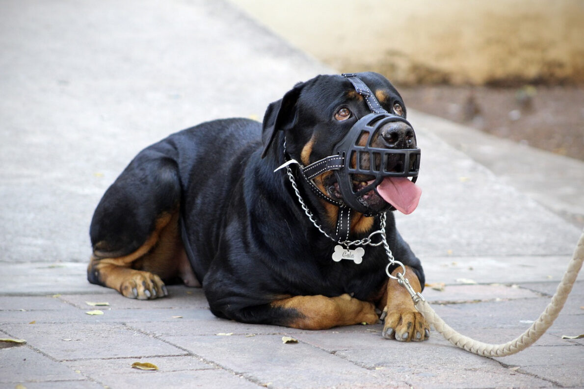 gérer chien