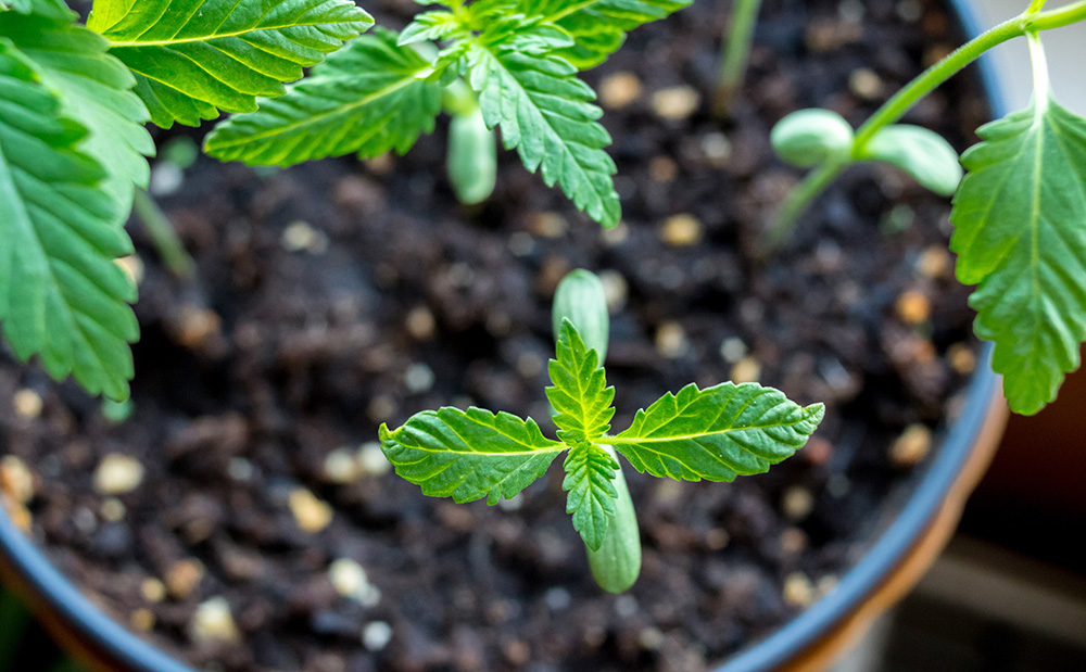 graine de cannabis