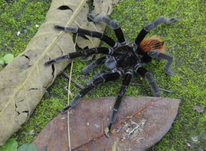 grosse araignée terrestre