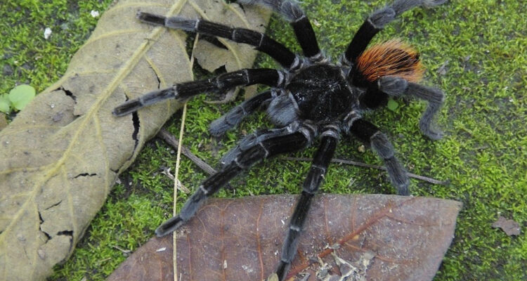 grosse araignée terrestre