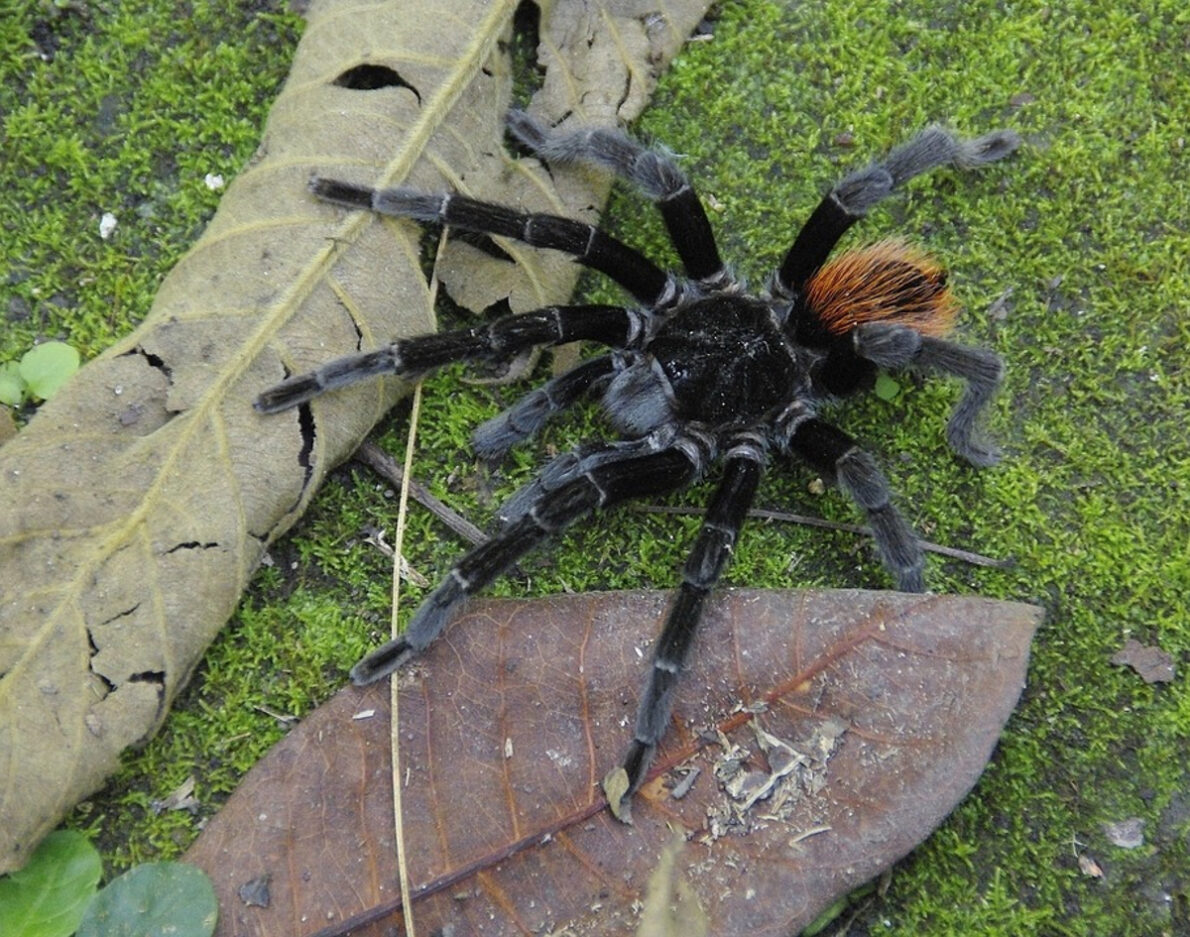 grosse araignée terrestre