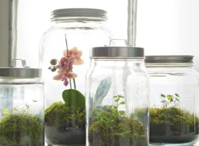 Terrariums DIY