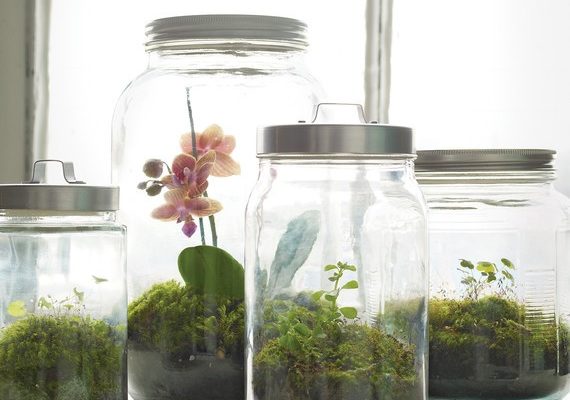 Terrariums DIY