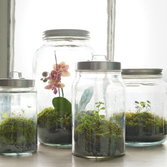 Terrariums DIY