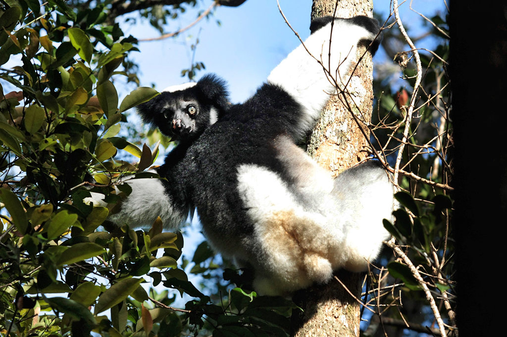 le fameux indri indri : plus grand lémurien diurne