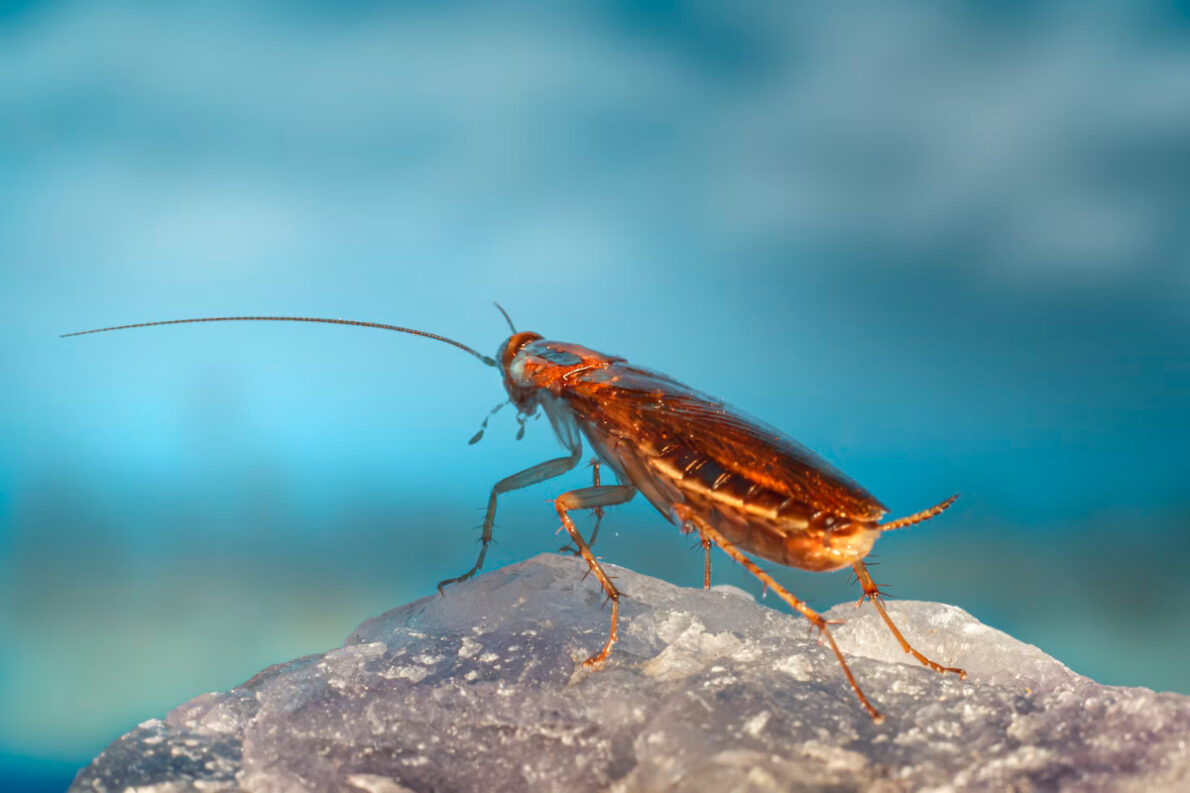 insecte confondu cafard