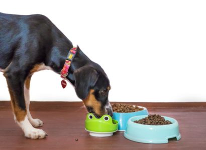 insectes et la nourriture pour chien