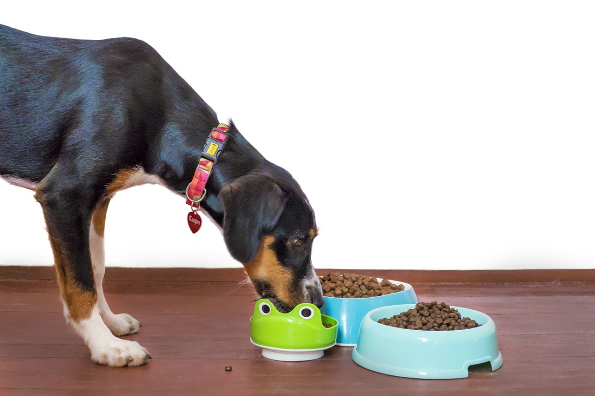 insectes et la nourriture pour chien