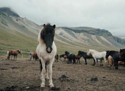 islande