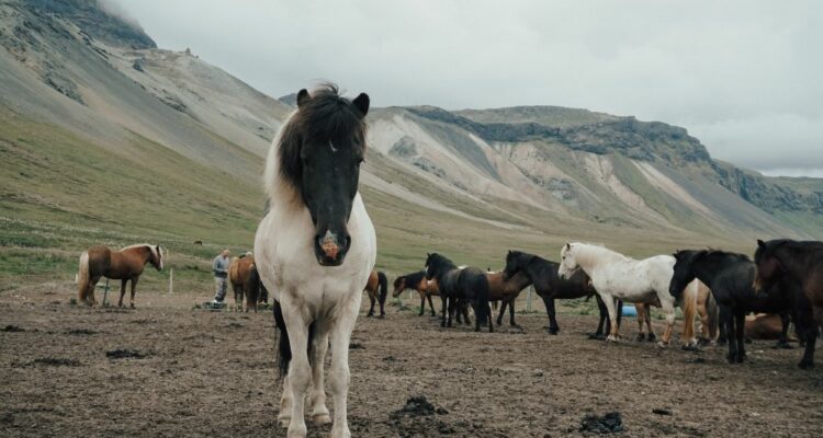 islande