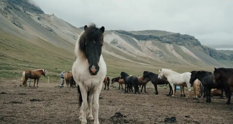 islande