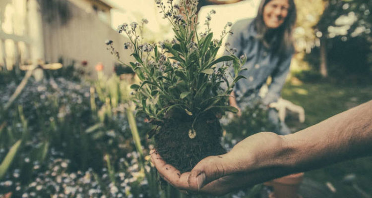 jardinage planter