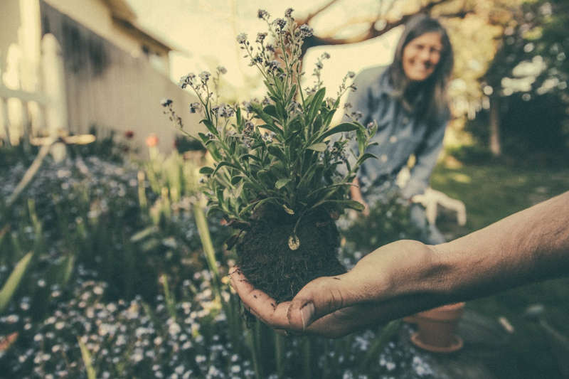jardinage planter
