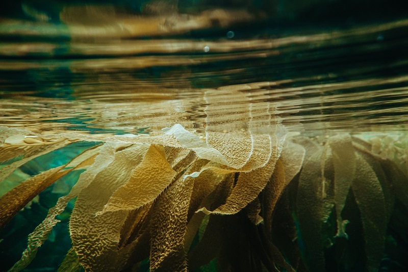 algue a consommer kelp 
