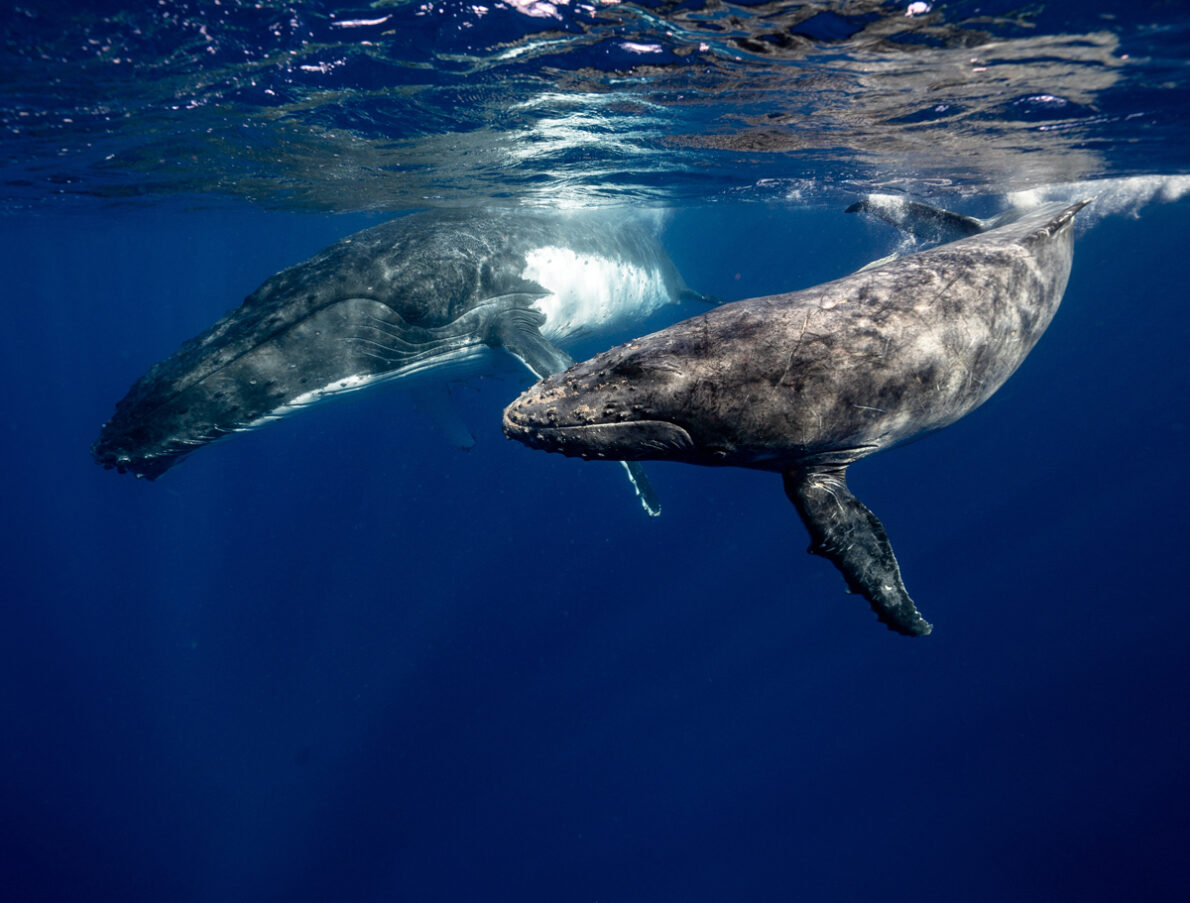 les animaux d'Islande