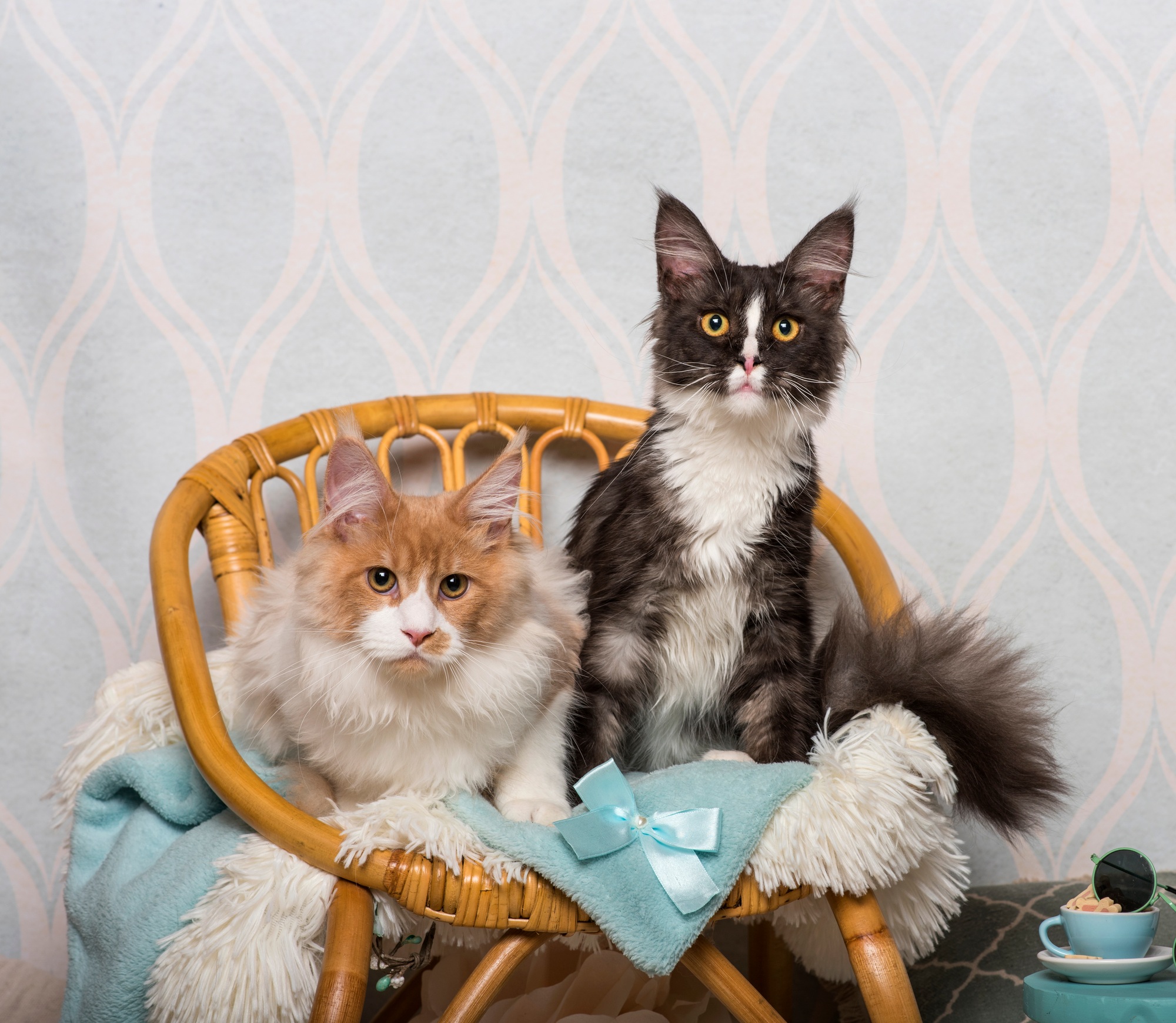 races de chats