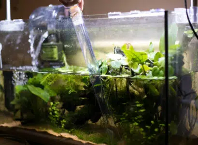 maintenir eau aquarium