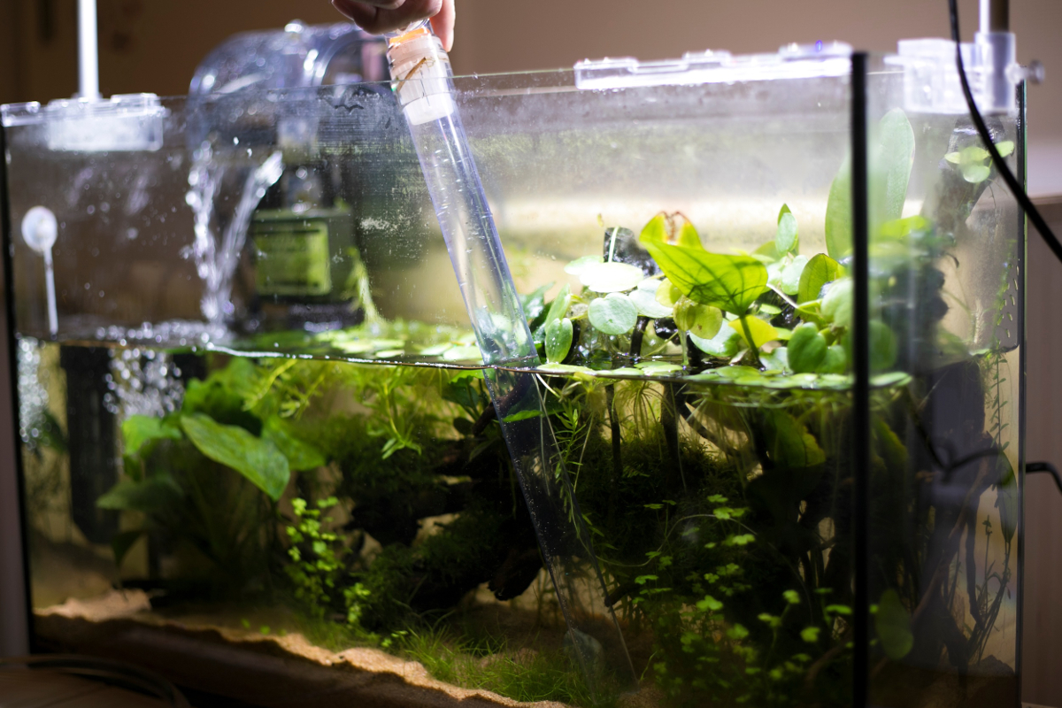 maintenir eau aquarium