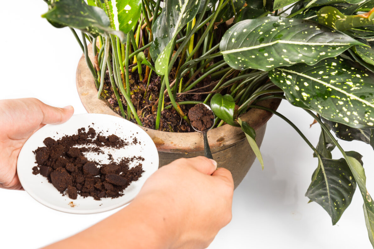 marc café plantes