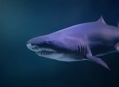 mètres megalodon