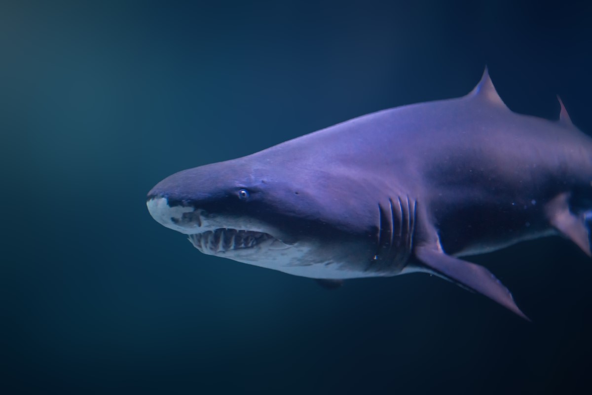 mètres megalodon