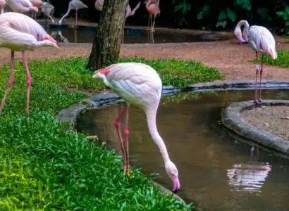 oiseaux les plus gros du monde
