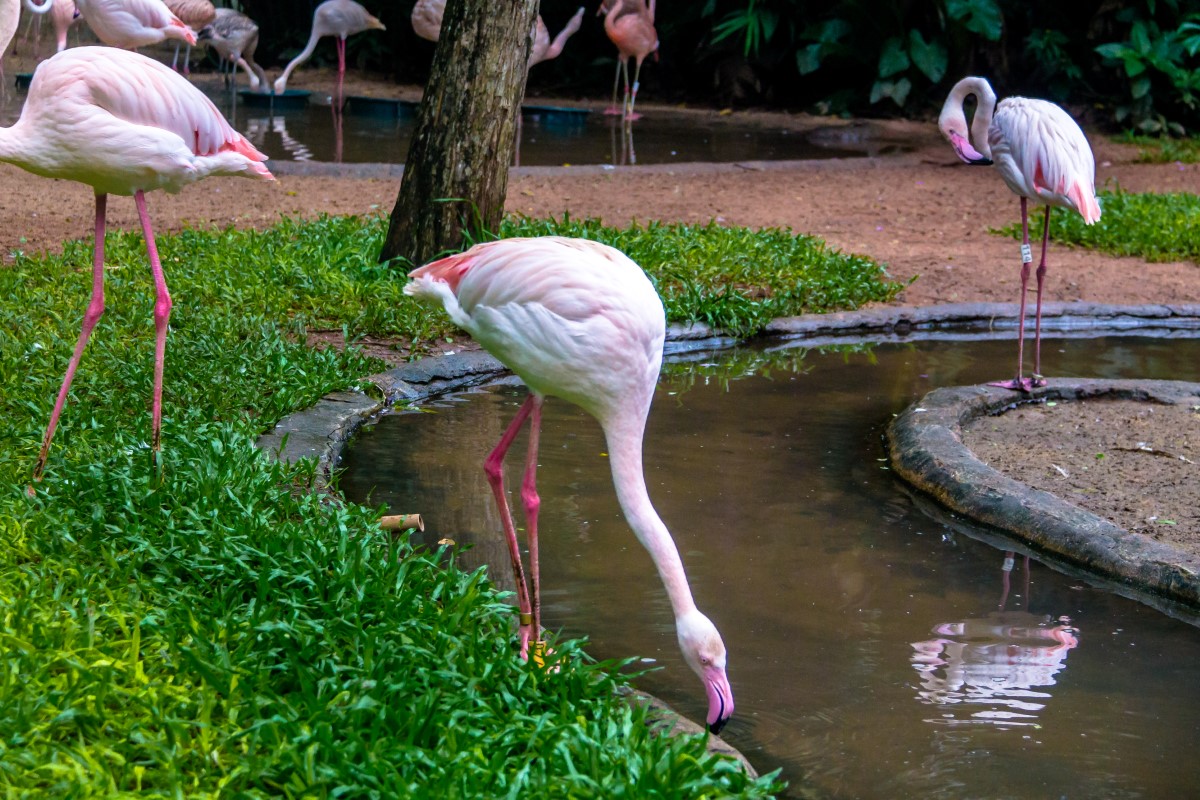 oiseaux les plus gros du monde