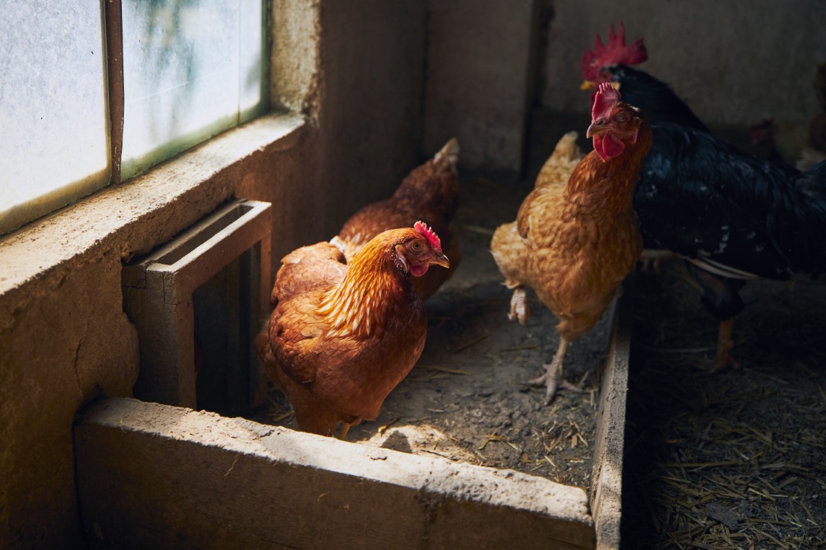 optimiser la santé de vos poules