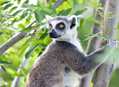 animaux qui font craquer les internautes