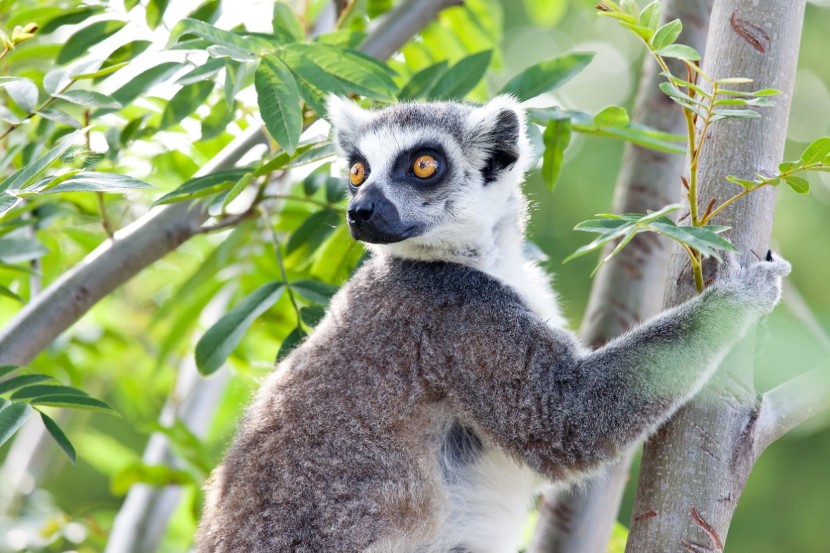 animaux qui font craquer les internautes