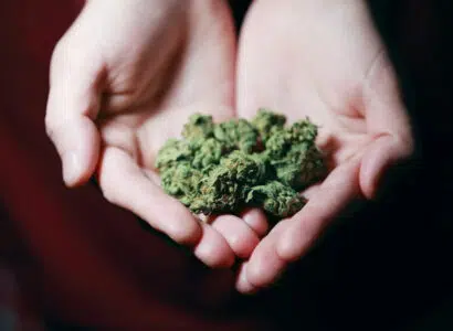 pharmaceutiques cannabis