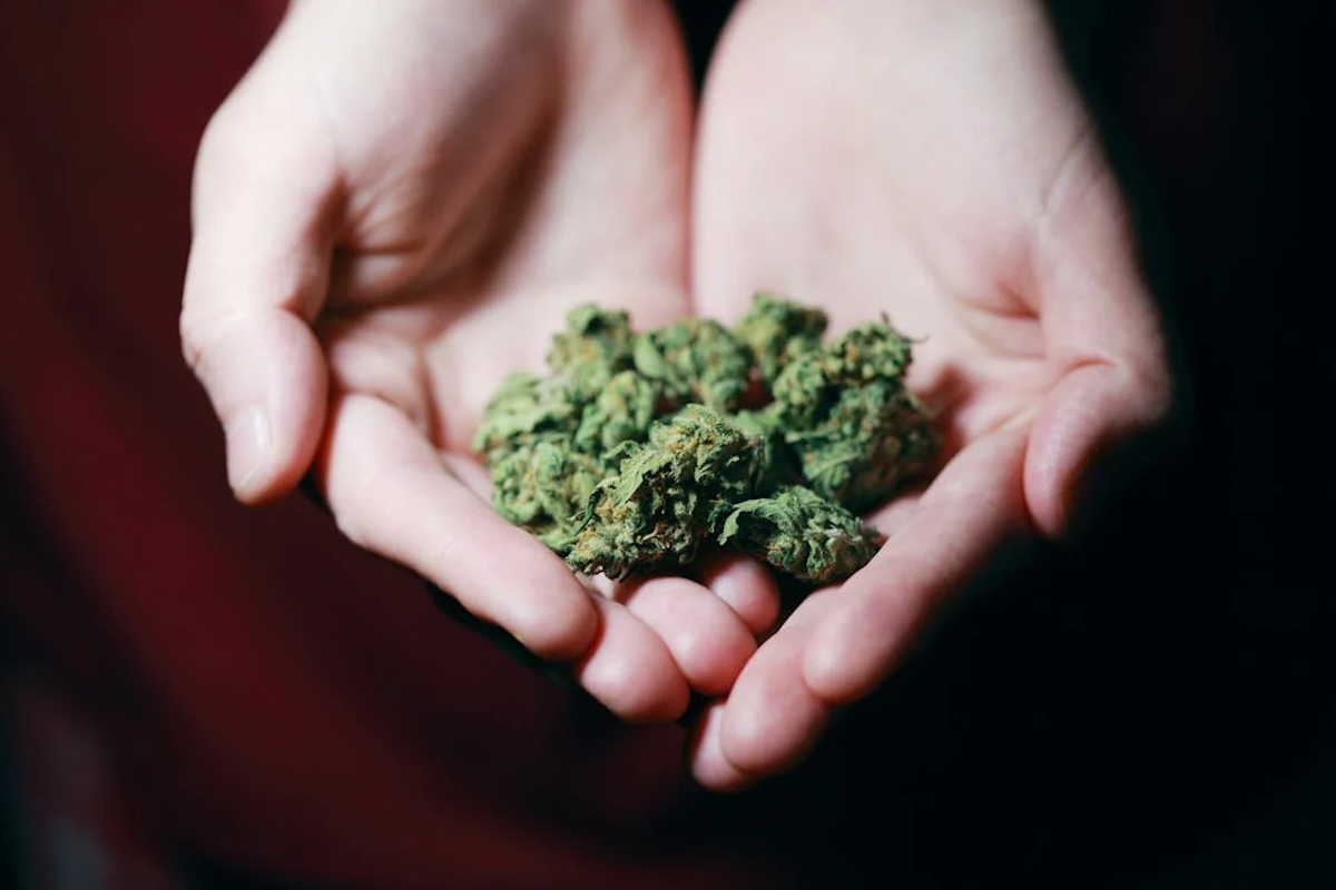 pharmaceutiques cannabis